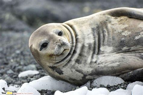 什麼動物|海豹、海獅、海狗、海象、海牛……一次看個夠